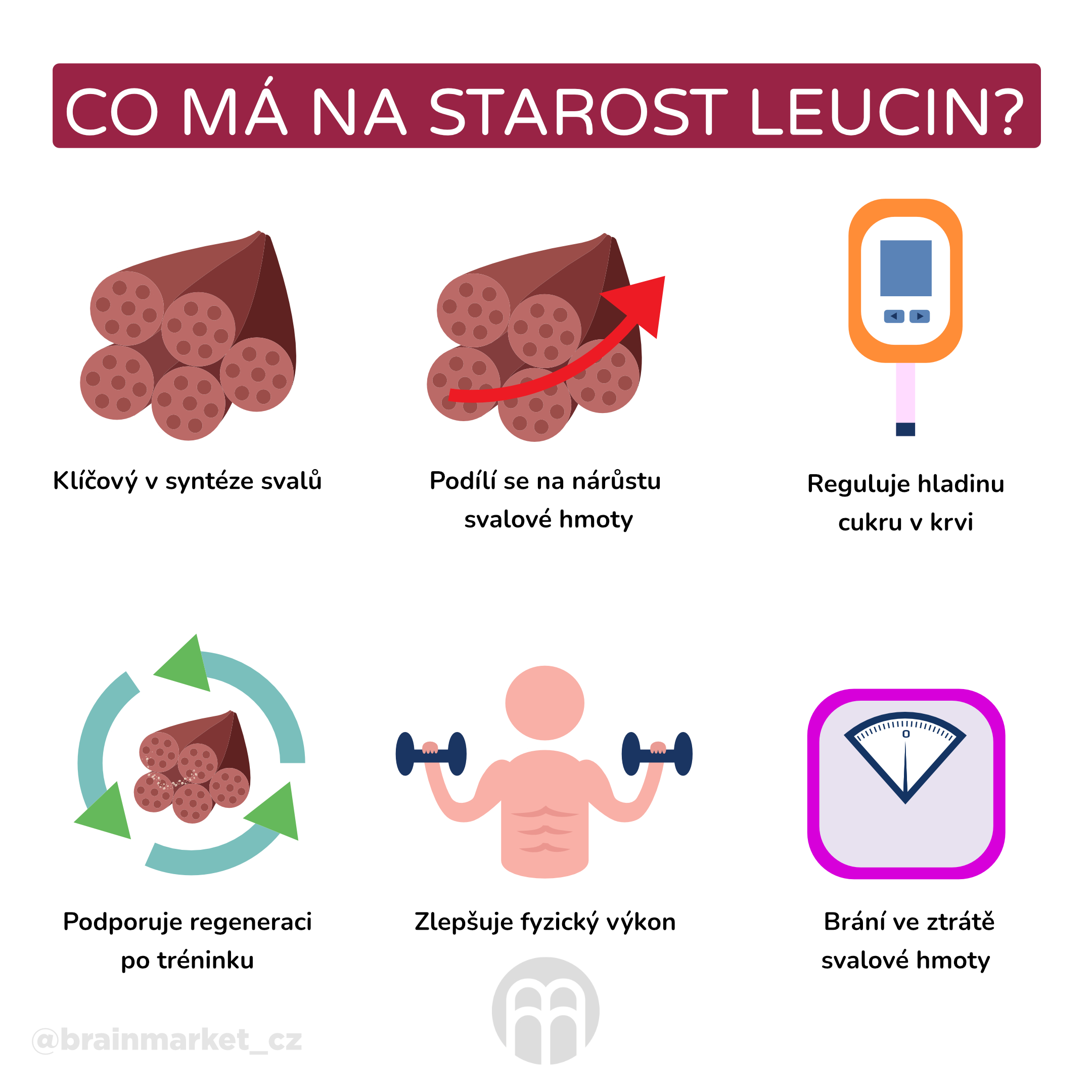 co ma na starost leucin_infografika_cz